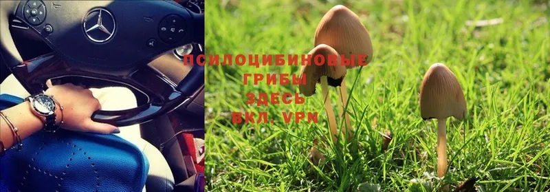 где купить   Ермолино  Галлюциногенные грибы Psilocybine cubensis 